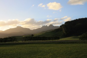 IMG_0318